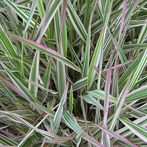Ribbon grass (Phalaris arundinacea)