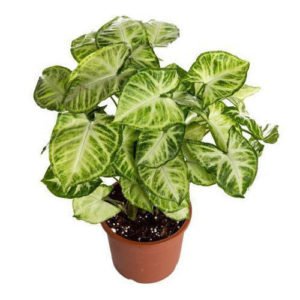 Syngonium (Syngonium podophyllum)